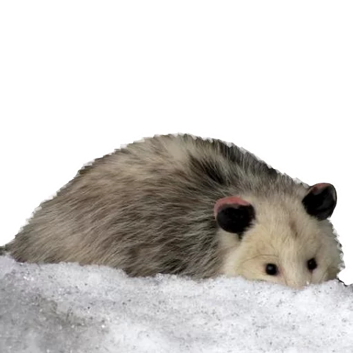 😶 Стикер «REAL Poss Stickers» для Telegram