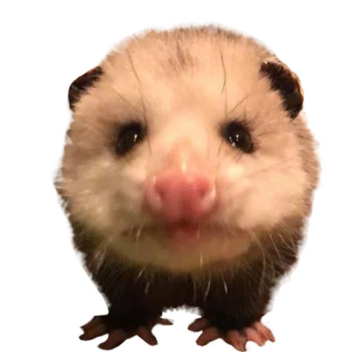 😖 Стикер «REAL Poss Stickers» для Telegram