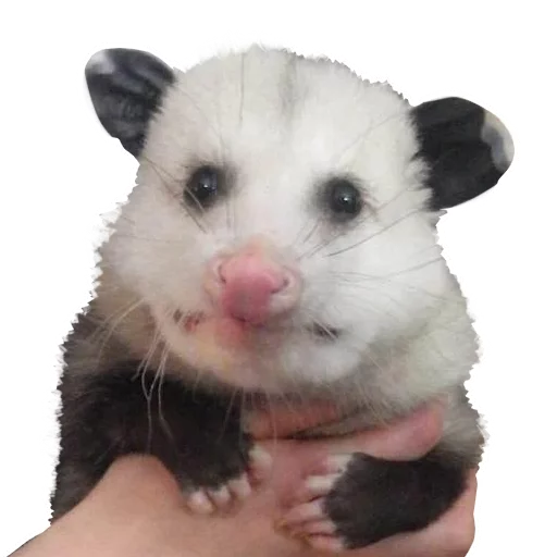 🙁 Стикер «REAL Poss Stickers» для Telegram