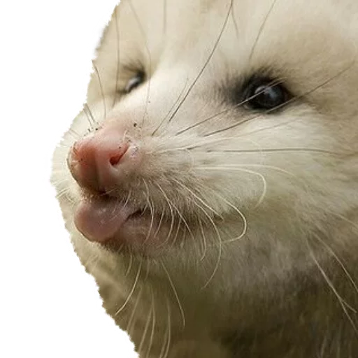 😙 Стикер «REAL Poss Stickers» для Telegram