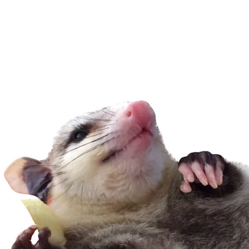 🍗 Стикер «REAL Poss Stickers» для Telegram