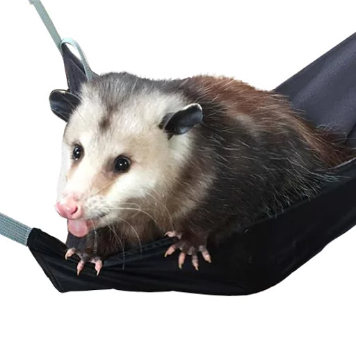 😛 Стикер «REAL Poss Stickers» для Telegram
