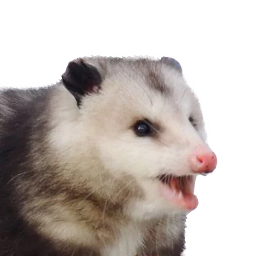 😦 Стикер «REAL Poss Stickers» для Telegram