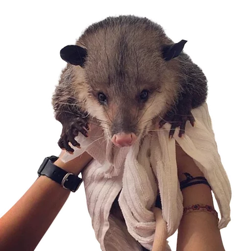 🙌 Стикер «REAL Poss Stickers» для Telegram