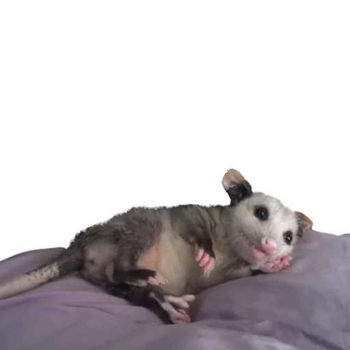 😴 Стикер «REAL Poss Stickers» для Telegram