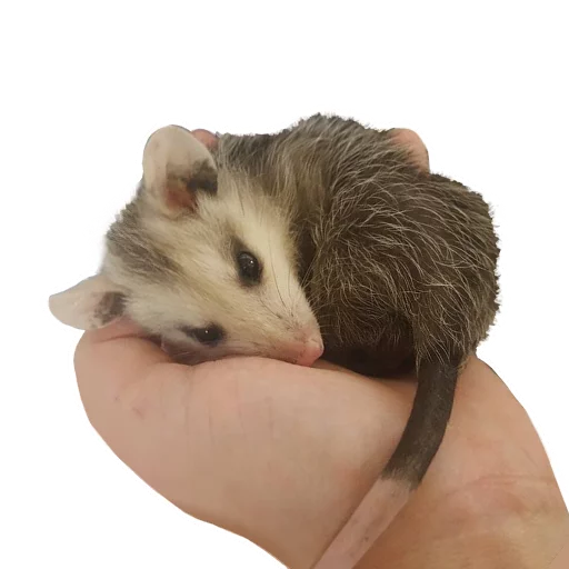 🎁 Стикер «REAL Poss Stickers» для Telegram
