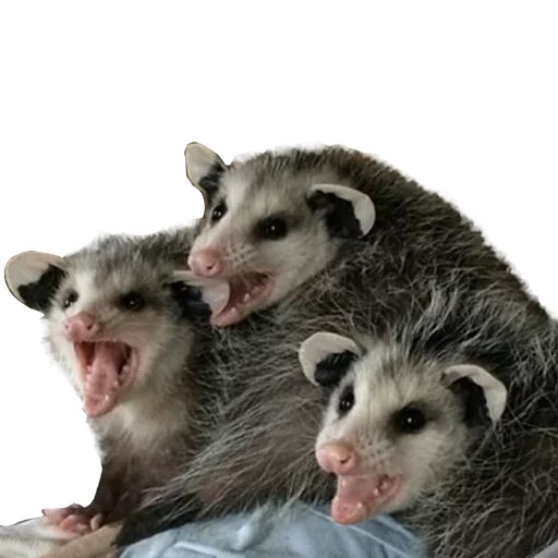 😵 Стикер «REAL Poss Stickers» для Telegram
