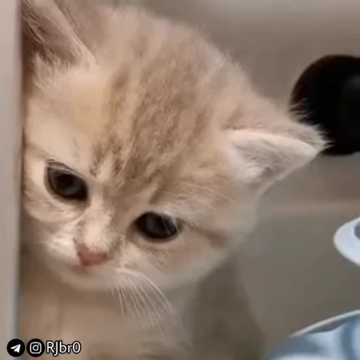 🥺 Стикер «•┼⃝Ʀ︎ƇE‌T⃝‌⃪⃕.» для Telegram