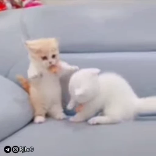 😂 Стикер «•┼⃝Ʀ︎ƇE‌T⃝‌⃪⃕.» для Telegram