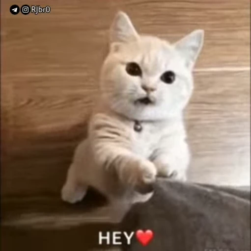 😊 Стикер «•┼⃝Ʀ︎ƇE‌T⃝‌⃪⃕.» для Telegram