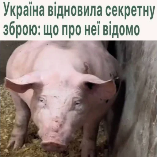 🔫 Стикер «угарні свині» для Telegram
