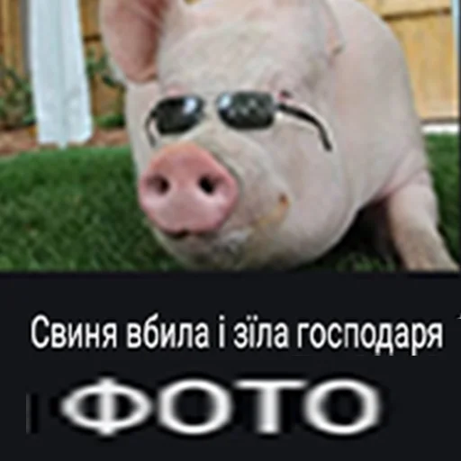 🔪 Стикер «угарні свині» для Telegram