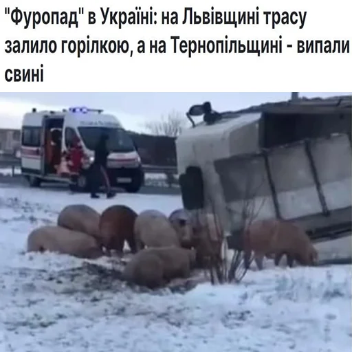 🥃 Стикер «угарні свині» для Telegram