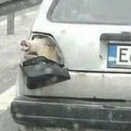 🚗 Стикер «угарні свині» для Telegram
