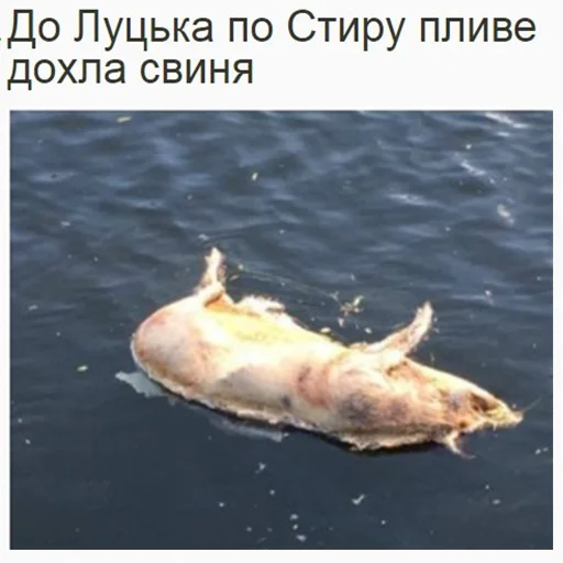 🌊 Стикер «угарні свині» для Telegram