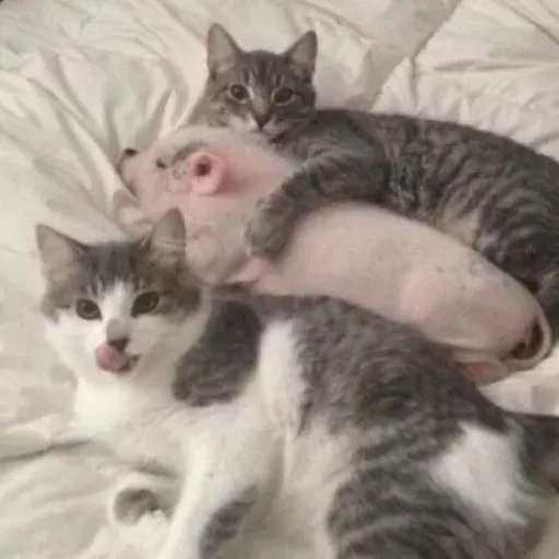 🐱 Стикер «угарні свині» для Telegram