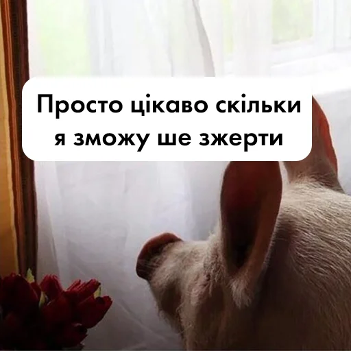 🍕 Стикер «угарні свині» для Telegram