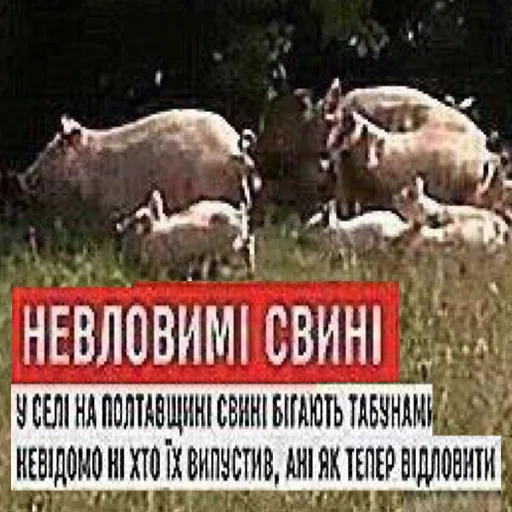 🏃‍♂️ Стикер «угарні свині» для Telegram