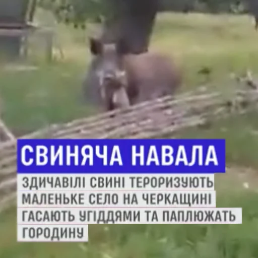 🧨 Стикер «угарні свині» для Telegram