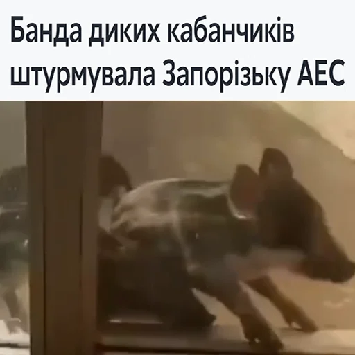 ☢️ Стикер «угарні свині» для Telegram