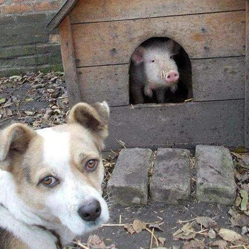🐶 Стикер «угарні свині» для Telegram