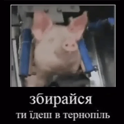 🧳 Стикер «угарні свині» для Telegram