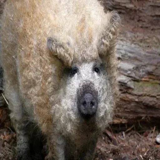 🐽 Стикер «Rofl» для Telegram