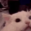 Стикер 14 Roflmoji