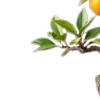 🤩 Эмодзи «ролл филадельфия» для Telegram