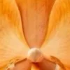 🤩 Эмодзи «ролл филадельфия» для Telegram