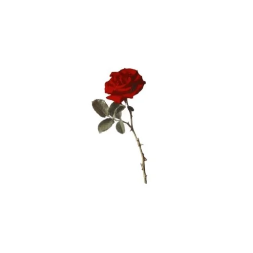 🥀 Стикер «Rosaria» для Telegram