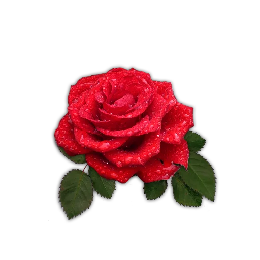 🌹 Стикер «Rosedea» для Telegram