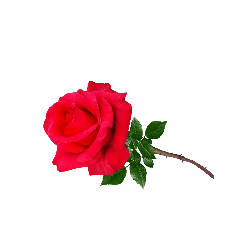 🌹 Стикер «Rosedea» для Telegram
