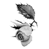 Стикер 54 rose garden #girl