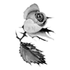 Стикер 59 rose garden #girl