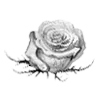 Стикер 7 rose garden #girl