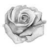 Стикер 5 rose garden #girl