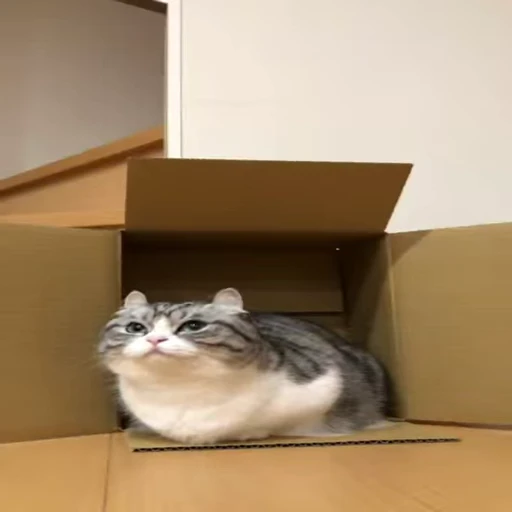 🐈 Стикер «VideoKomaru3» для Telegram