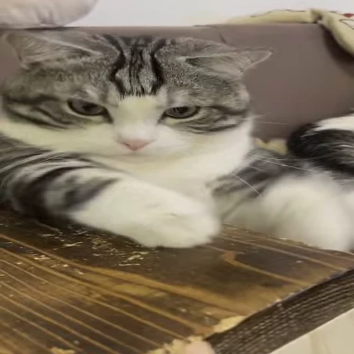 🐱 Стикер «VideoKomaru3» для Telegram
