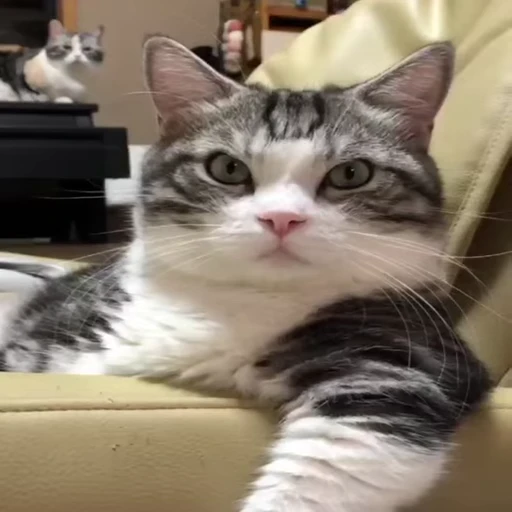 🐱 Стикер «VideoKomaru3» для Telegram
