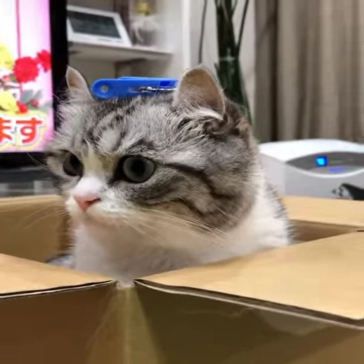 😳 Стикер «VideoKomaru3» для Telegram