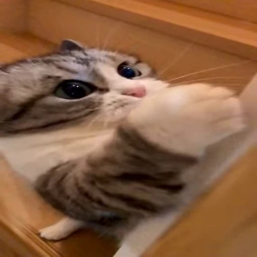 😋 Стикер «VideoKomaru3» для Telegram