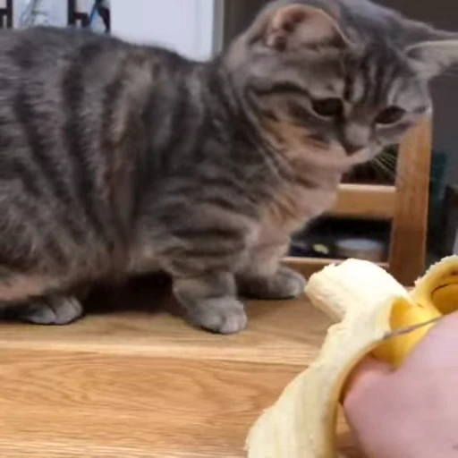 🍌 Стикер «VideoKomaru3» для Telegram