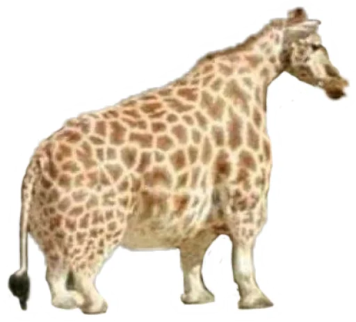 🦒 Стикер «Round Animals» для Telegram
