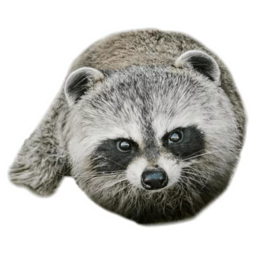 🏐 Стикер «Round Animals» для Telegram