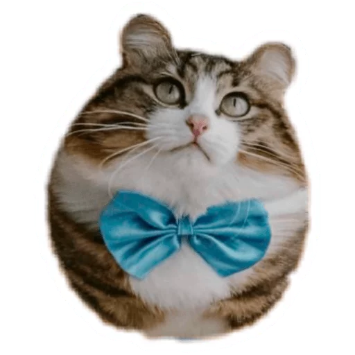 😺 Стикер «Round Animals» для Telegram