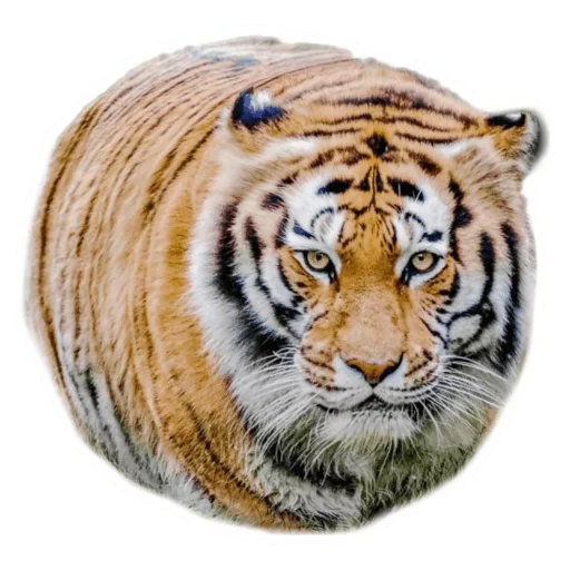 🐯 Стикер «Round Animals» для Telegram