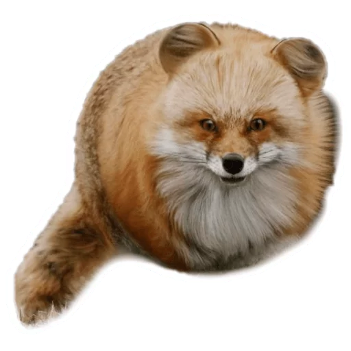 🦊 Стикер «Round Animals» для Telegram