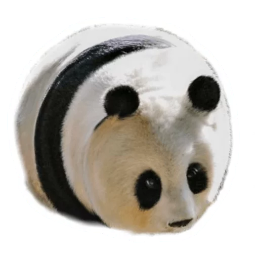 🐼 Стикер «Round Animals» для Telegram