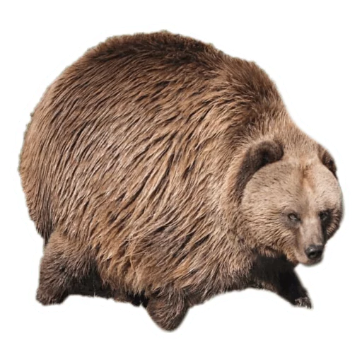 🐻 Стикер «Round Animals» для Telegram